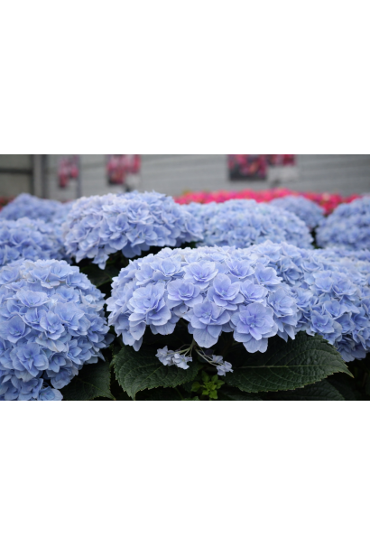 Hydrangea macrophylla Florentina
